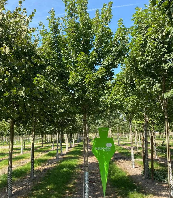 Acer rubrum 'Scanlon' - Collection