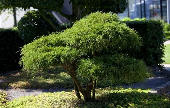 Chamaecyparis pisifera 'Filifera'