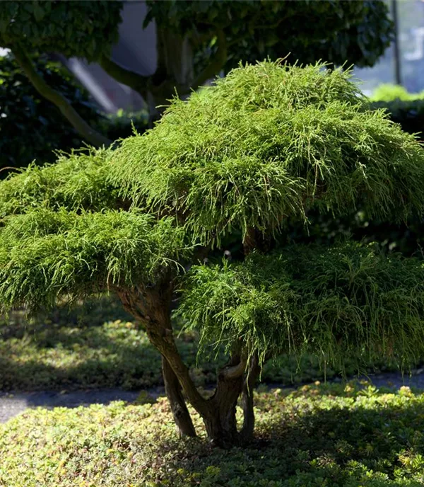 Chamaecyparis pisifera 'Filifera' Chamaecyparis pisifera 'Filifera'