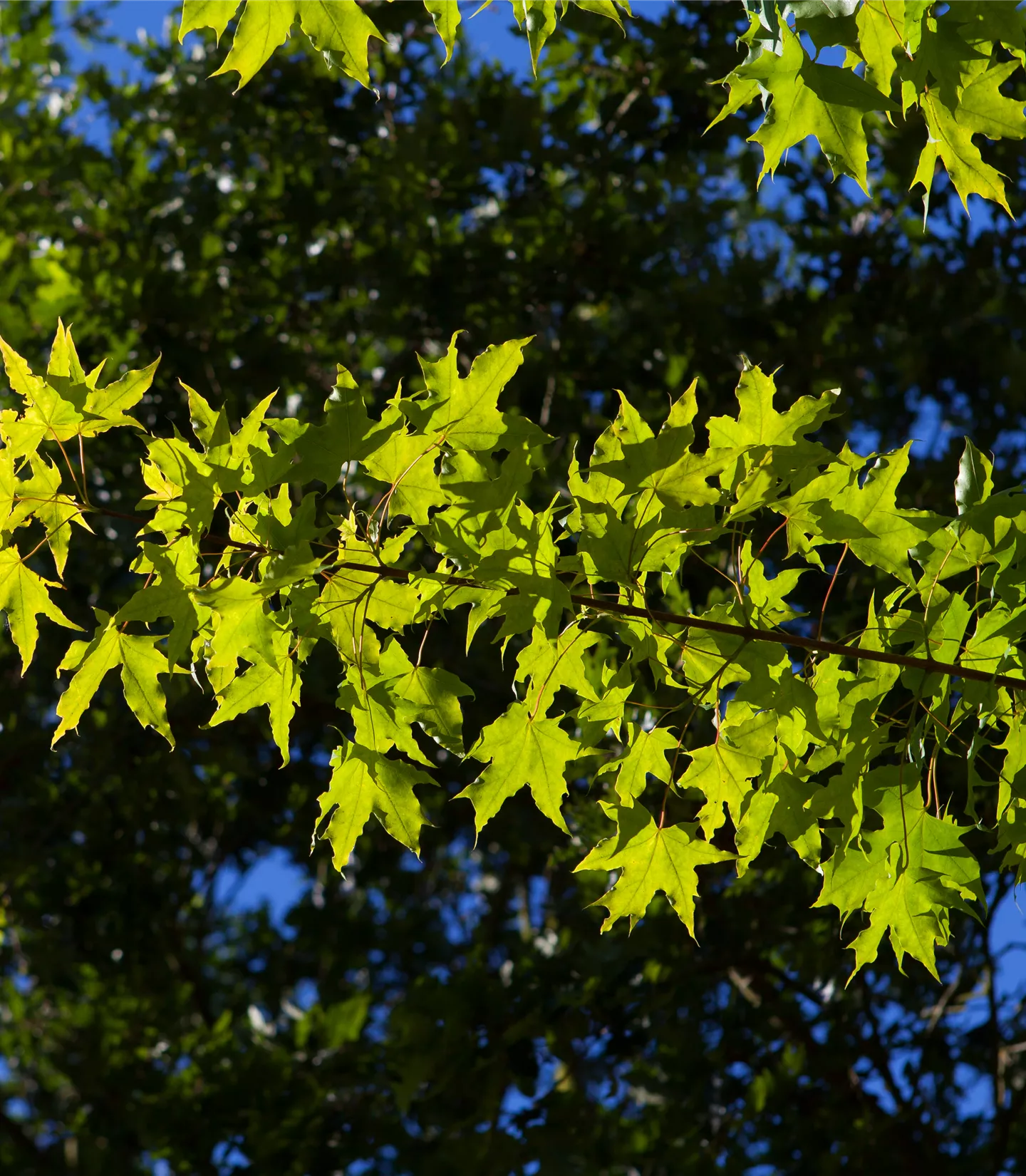 Acer truncatum 'Norwegian Sunset' -R- - Collection