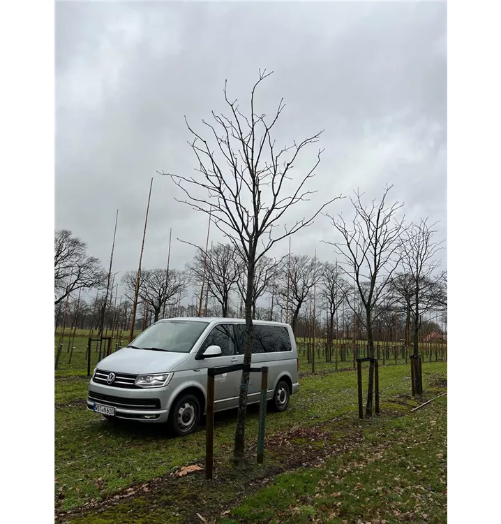 Gelbe Pavie - Aesculus flava 'Vestita' - Collection