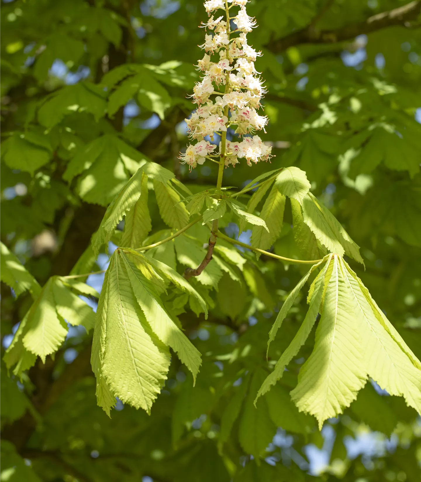 Aesculus hippocastanum - Collection