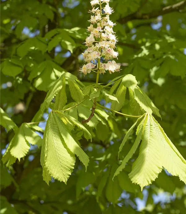 Aesculus hippocastanum - Collection
