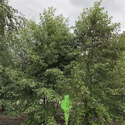 Sol 4xv mDb mehrst. 600- 700 - Roterle - Alnus glutinosa - Collection