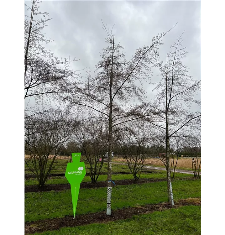 Kaisererle 'Imperialis' - Alnus glutinosa 'Imperialis' - Collection