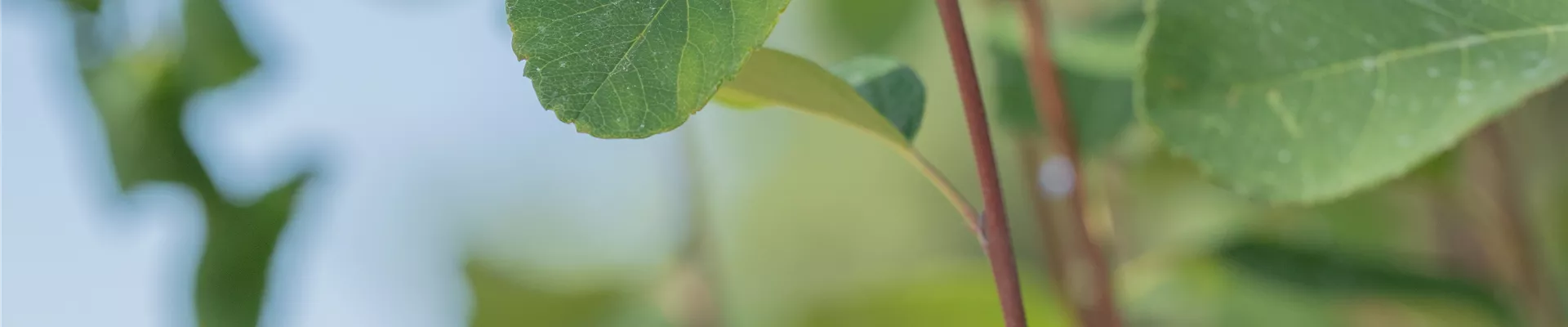 Bodendecker online kaufen | Bauer Baumschulen AG