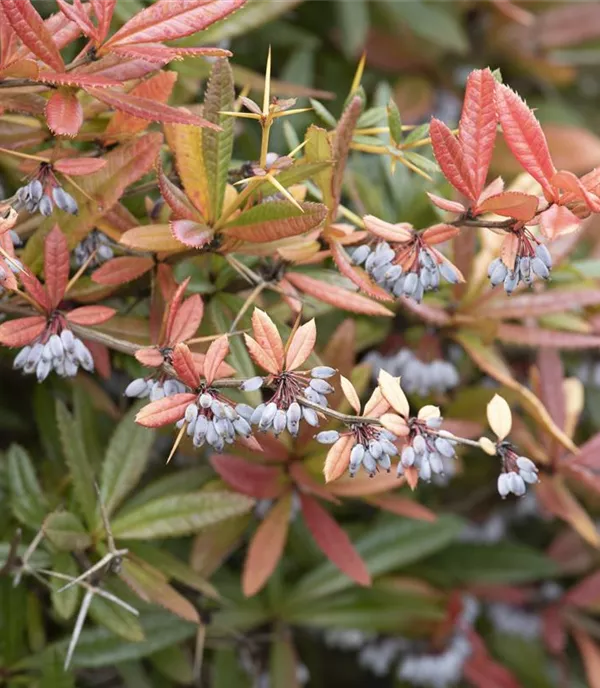 Berberis julianae - Collection