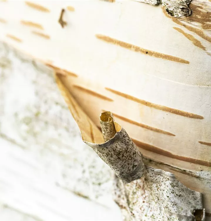 Papierbirke - Betula papyrifera - Collection