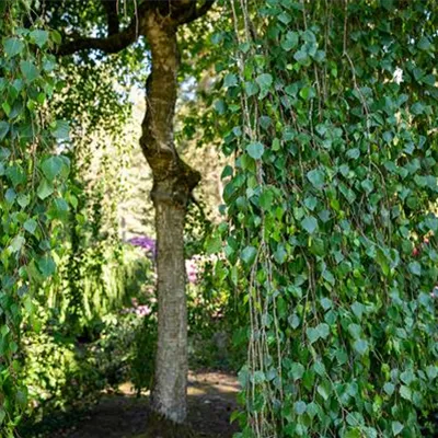 H C 30 10- 12 - Hängebirke - Betula pendula 'Tristis' - Collection