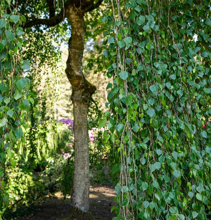 Hängebirke - Betula pendula 'Tristis' - Collection