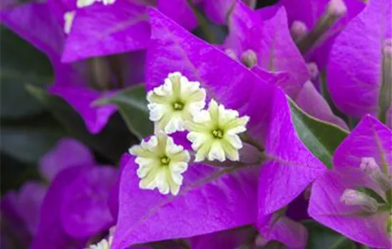 Bougainvillea glabra 'Sanderiana' - Collection