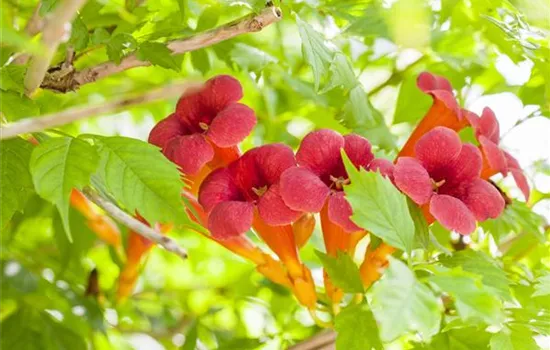 Campsis radicans - Collection