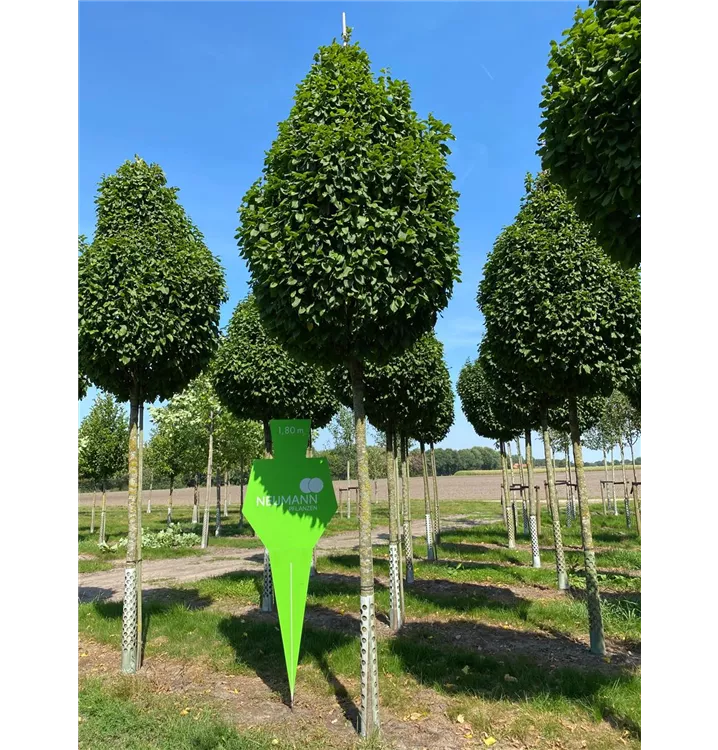 Säulen-Hainbuche 'Monument' - Carpinus betulus 'Fastigiata Monument' - Collection