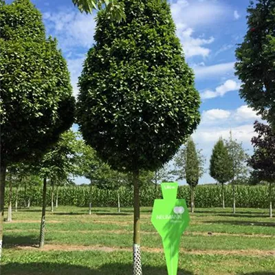 Sol Baum 5xv mDb 150-200 x 400-500 30- 35 - Säulen-Hainbuche 'Monument' - Carpinus betulus 'Fastigiata Monument' - Collection