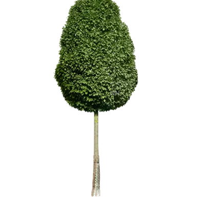 Sol Baum 5xv mDb 150-200 x 400-500 35- 40 - Säulen-Hainbuche 'Monument' - Carpinus betulus 'Fastigiata Monument' - Collection