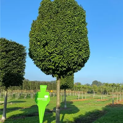 Sol Baum 6xv mDb 200-300 x 500-700 40- 45 - Säulen-Hainbuche 'Monument' - Carpinus betulus 'Fastigiata Monument' - Collection