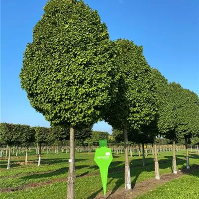 Sol Baum 6xv mDb 200-300 x 500-700 40- 45 - Säulen-Hainbuche 'Monument' - Carpinus betulus 'Fastigiata Monument' - Collection