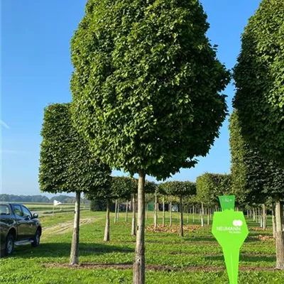 Sol Baum 6xv mDb 200-300 x 500-700 40- 45 - Säulen-Hainbuche 'Monument' - Carpinus betulus 'Fastigiata Monument' - Collection
