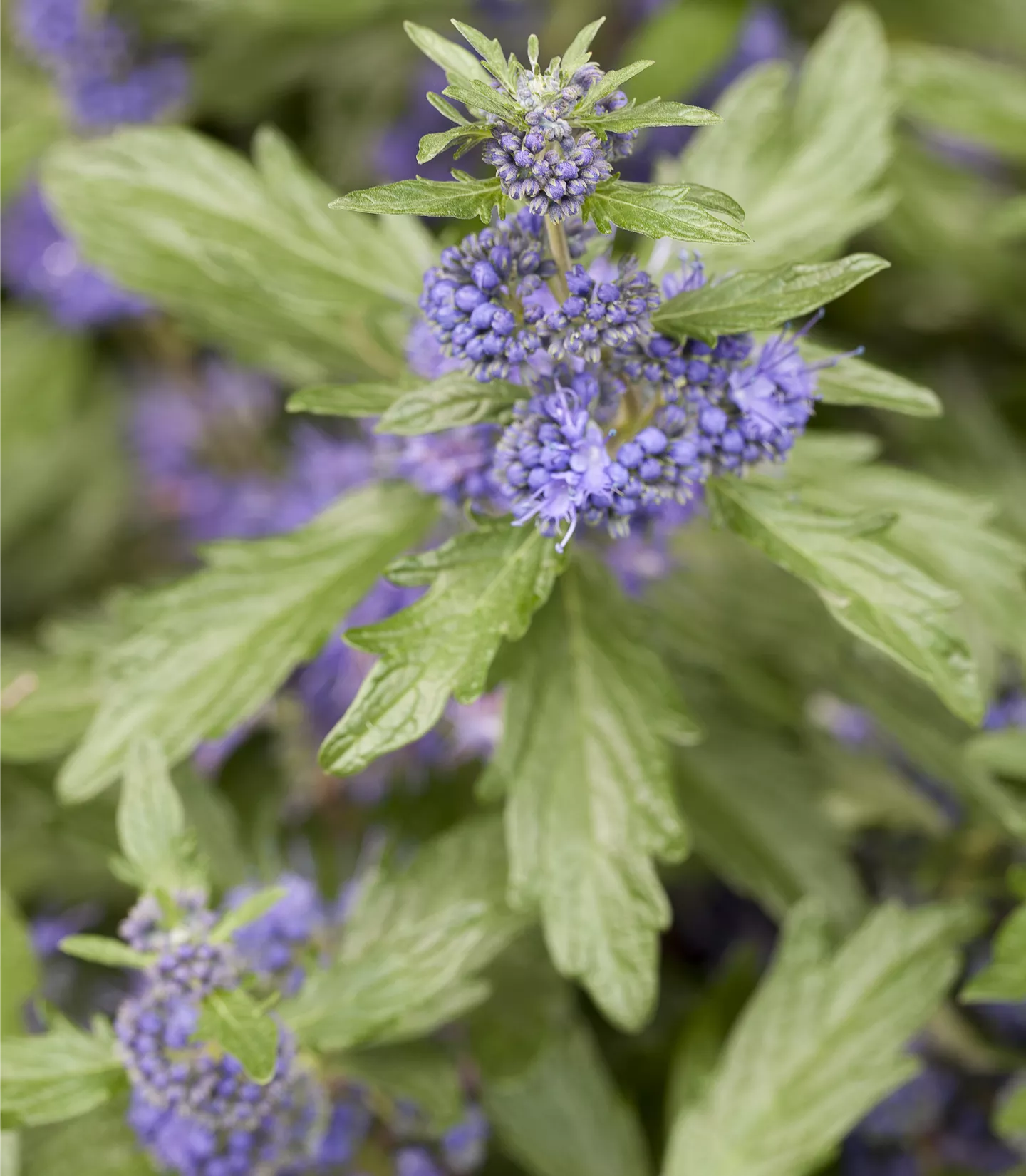 Caryopteris clandonensis - Collection