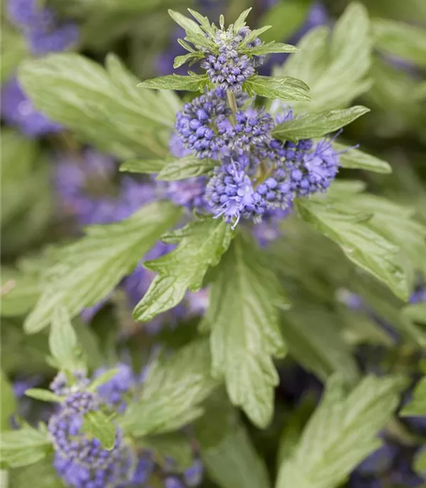 Caryopteris clandonensis - Collection