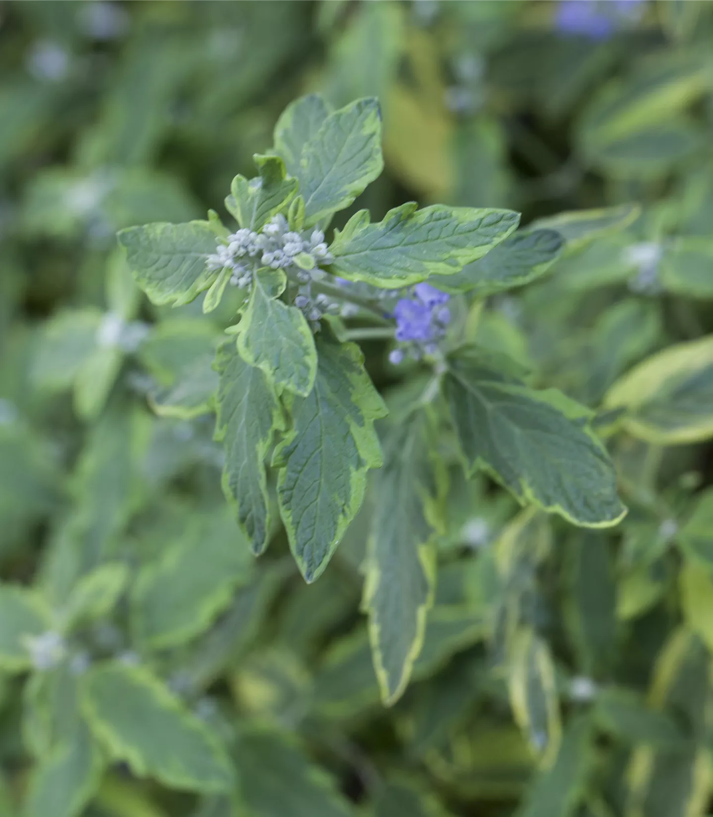 Caryopteris clandonensis 'Summer Sorbet' -S- - Collection