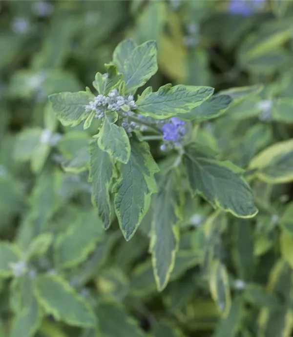 Caryopteris clandonensis 'Summer Sorbet' -S- - Collection