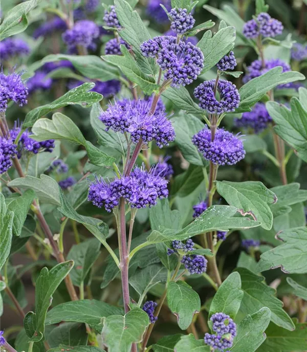 Caryopteris clandonensis 'Grand Bleu' -R- - Collection