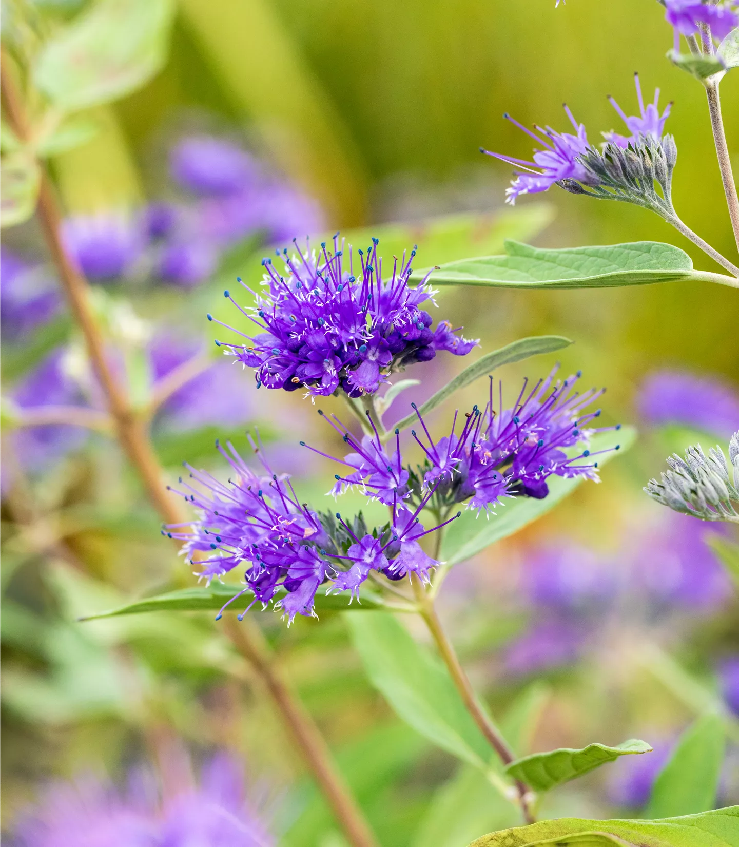 Caryopteris clandonensis 'Heavenly Blue' - Collection