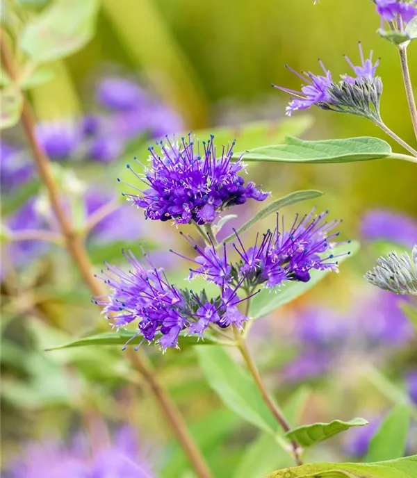 Caryopteris clandonensis 'Heavenly Blue' - Collection