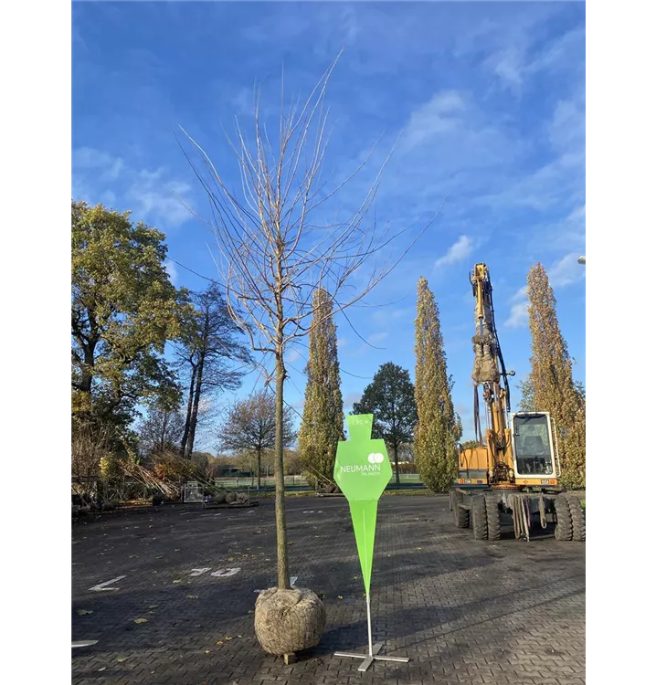 Amerikanischer Zürgelbaum - Celtis occidentalis - Collection