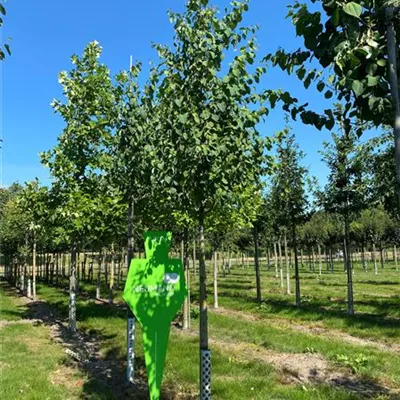 H 4xv mDb 18- 20 - Judasbaum canadensis - Cercis canadensis - Collection