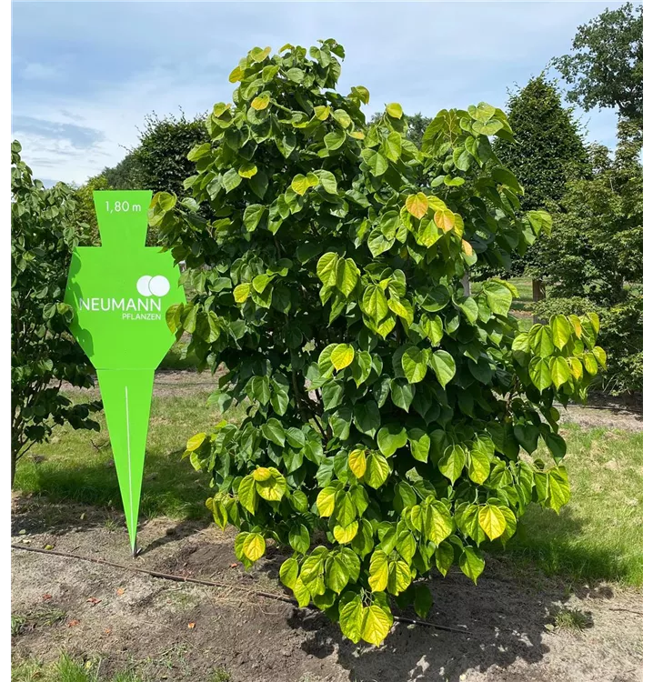 Judasbaum 'Avondale' - Cercis chinensis 'Avondale' - Collection