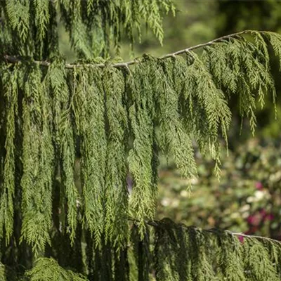 Sol 4xv mDb 100- 125 - Mähnen-Nutkazypresse - Chamaecyparis nootk.'Pendula' - Collection