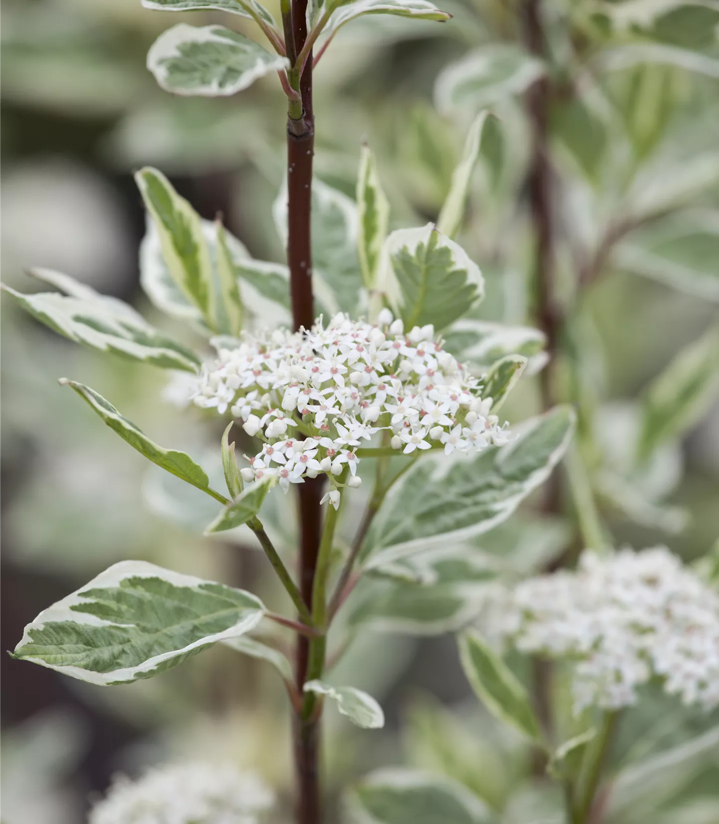Cornus alba 'Elegantissima' - Collection