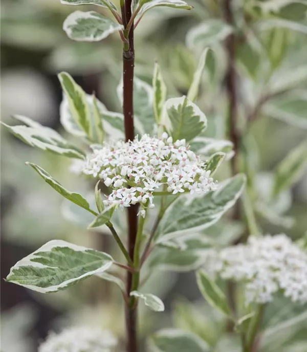 Cornus alba 'Elegantissima' - Collection