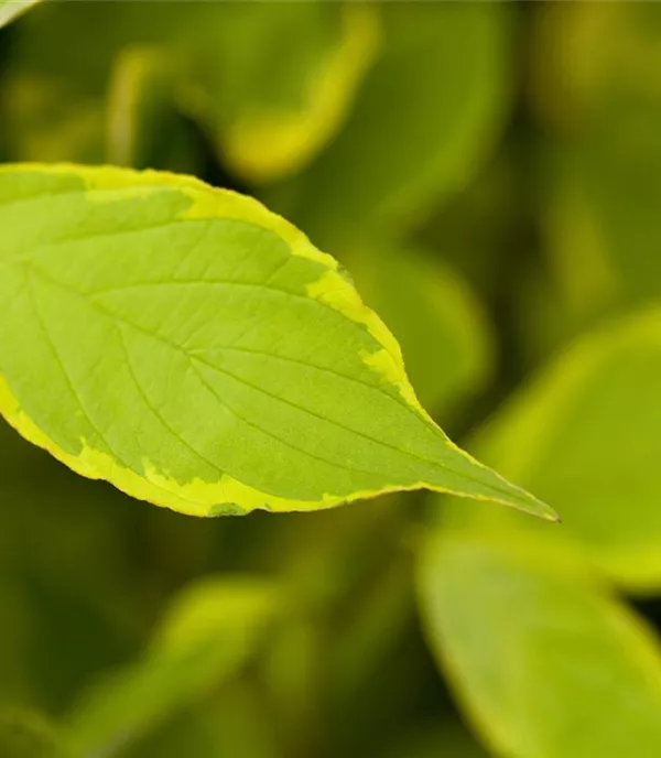 Cornus alba 'Gouchaultii' - Collection