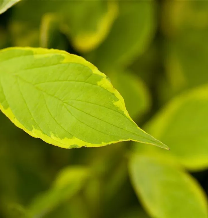 Hartriegel 'Gouchaultii' - Cornus alba 'Gouchaultii' - Collection