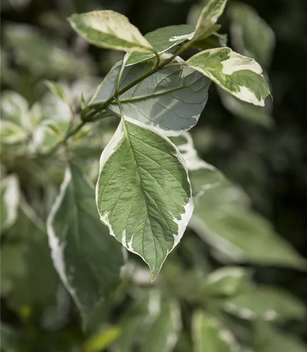 Cornus alba 'Ivory Halo' -R- - Collection
