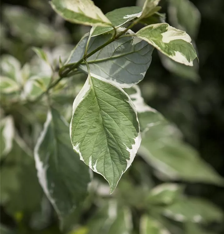 Hartriegel 'Ivory Halo' -R- - Cornus alba 'Ivory Halo' -R- - Collection
