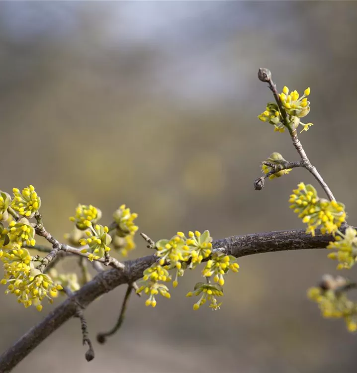 Kornelkirsche 'Aurea' - Cornus mas 'Aurea' - Collection