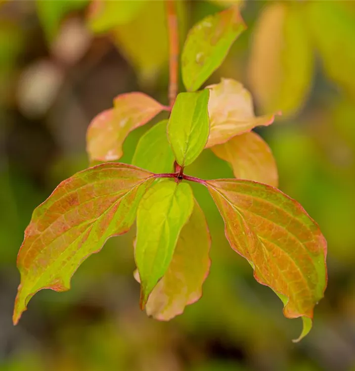 Roter Hartriegel 'Winter Beauty' - Cornus sanguinea 'Winter Beauty' - Collection