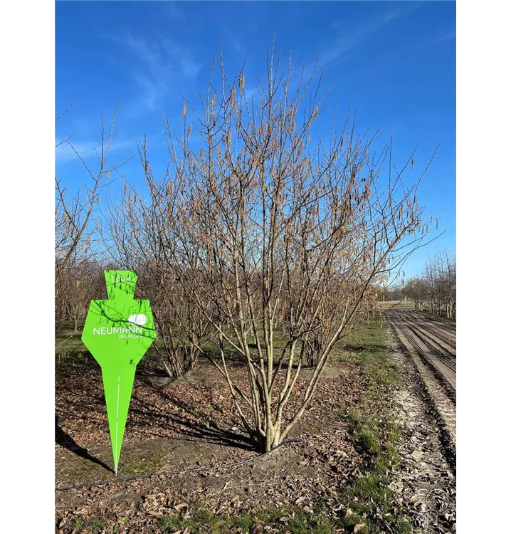 Haselnuss 'Halle'sche Riesennuss' - Corylus av.'Halle'sche Riesennuss' CAC - Collection