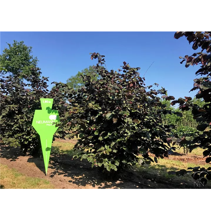 Bluthasel - Corylus maxima 'Purpurea' - Collection