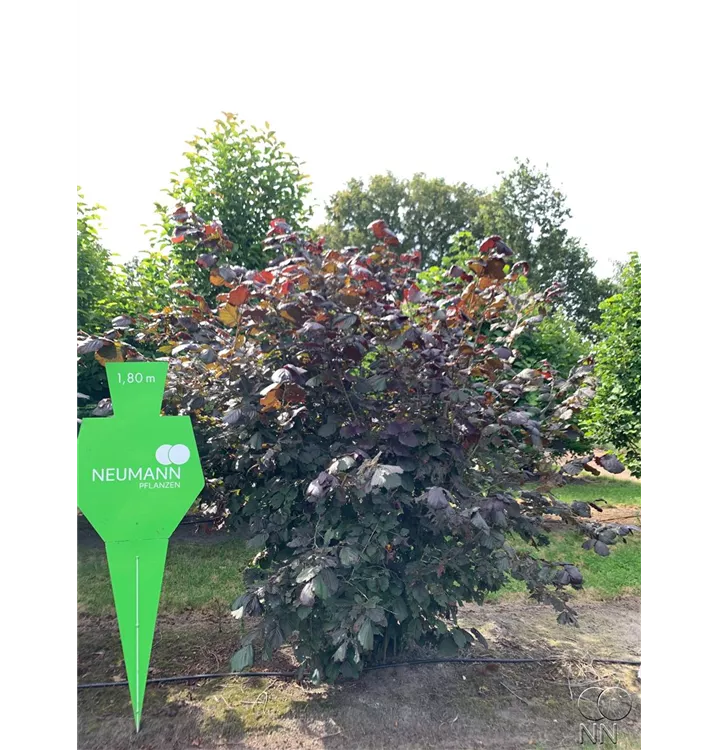 Bluthasel - Corylus maxima 'Purpurea' - Collection