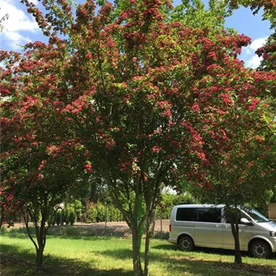 Sol 5xv mDb 200-300 x 500- 600 - Echter Rotdorn - Crataegus laevigata 'Paul's Scarlet' - Collection