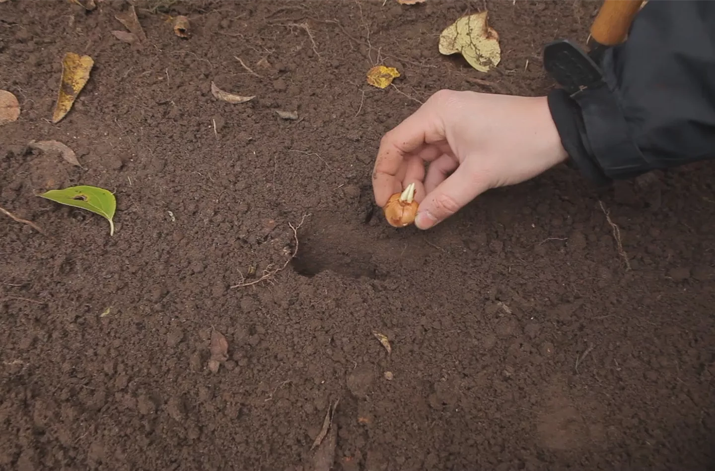 Krokusse - Knollen einpflanzen