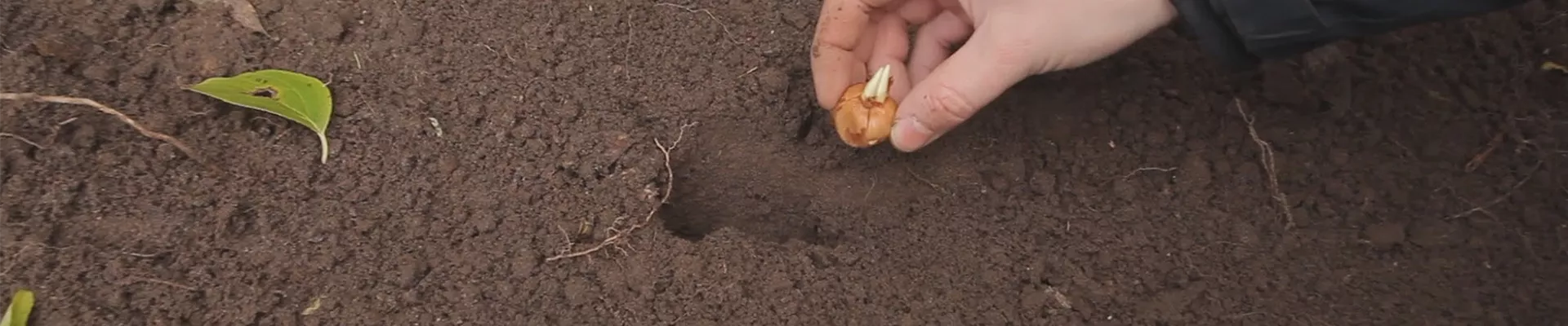 Krokus - Knollen einpflanzen(thumbnail).jpg