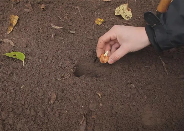 Krokusse - Knollen einpflanzen