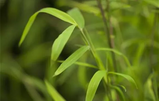 Fargesia nitida - Collection