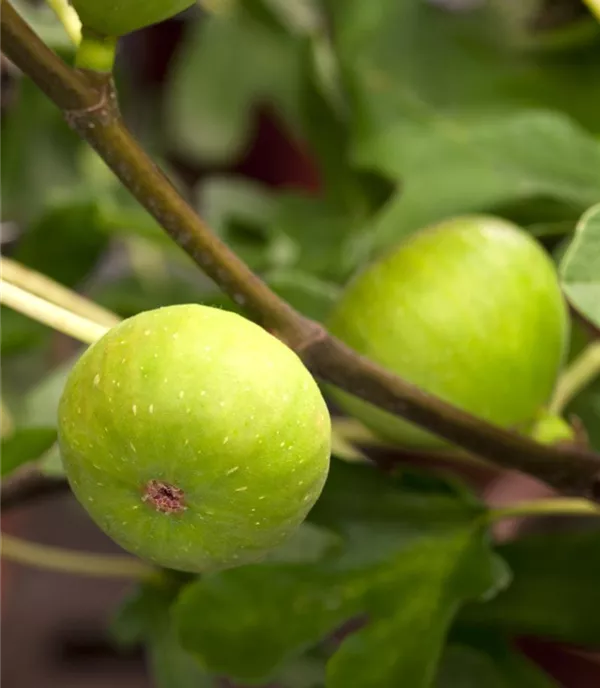 Ficus carica CAC - Collection